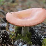 فندق Aakenus روفانييمي