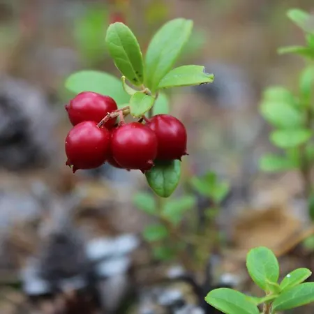 Ξενοδοχείο Aakenus