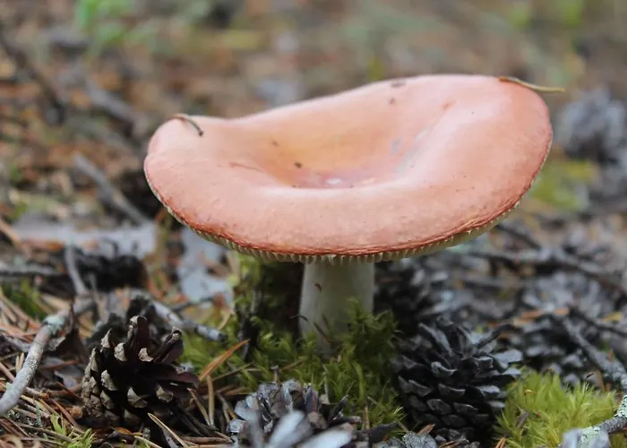 Hotel Aakenus Rovaniemi